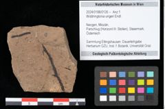 Foto (Objekt + Etikett) von Cedrelospermum ulmifolium (Unger) Kovar-Eder et Z.Kvacek comb.nov. (NHMW-GEO-2024-0188-0135)